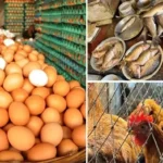 ডিমের দাম কিছুটা কমলেও স্বস্তি নেই মাছ-মাংসে