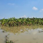 পদ্মায় পানি কমছে, তবে এখনো চরাঞ্চলে পানিবন্দি মানুষ