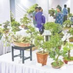 ধানমন্ডিতে ২৫তম বার্ষিক বনসাই প্রদর্শনী: চোখ ধাঁধানো সব শিল্পকর্ম