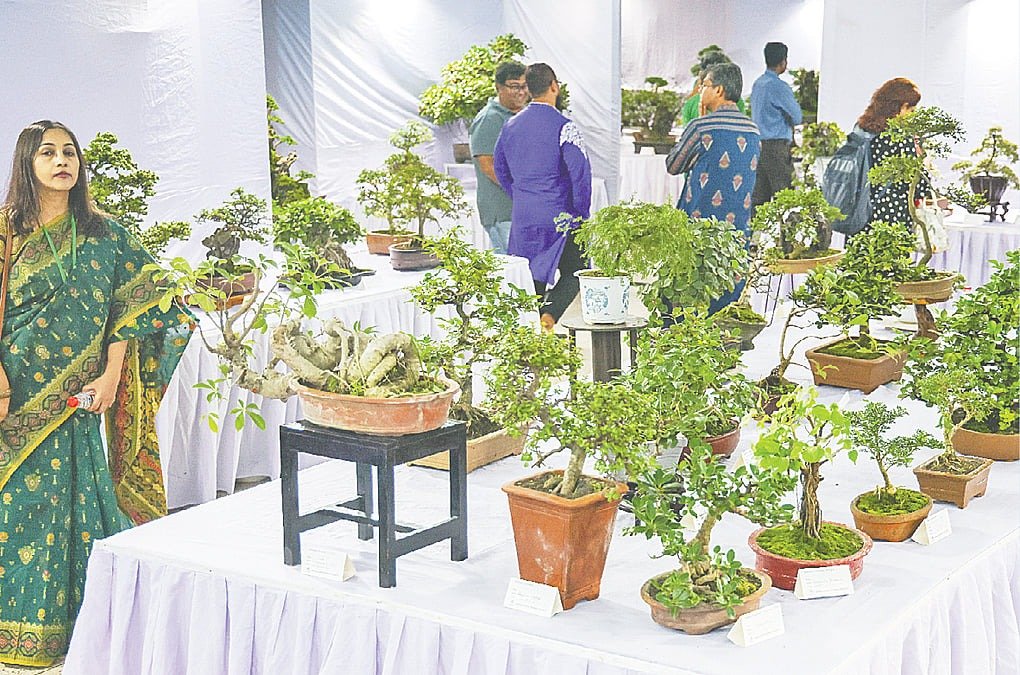 ধানমন্ডিতে ২৫তম বার্ষিক বনসাই প্রদর্শনী: চোখ ধাঁধানো সব শিল্পকর্ম