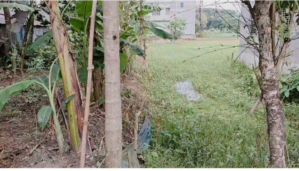 ফরিদগঞ্জে গাছ কাটার অপবাদ দিয়ে ভূমি অফিসের এক কর্মকর্তার বিরুদ্ধে অপপ্রচার