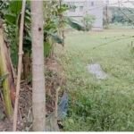 ফরিদগঞ্জে গাছ কাটার অপবাদ দিয়ে ভূমি অফিসের এক কর্মকর্তার বিরুদ্ধে অপপ্রচার