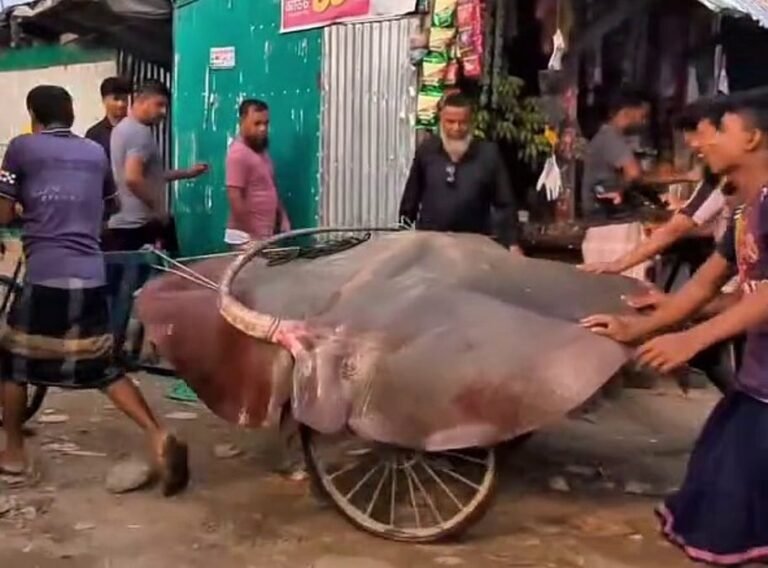 হাতিয়ায় ধরা পড়া ৭ মণের নিষিদ্ধ শাপলাপাতা মাছ ৯০