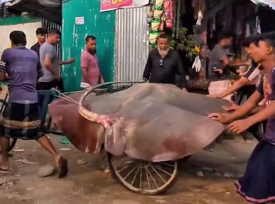 হাতিয়ায় ধরা পড়া ৭ মণের নিষিদ্ধ শাপলাপাতা মাছ ৯০