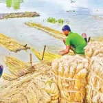 চুয়াডাঙ্গার জীবননগরে বাম্পার ফলন, পাটের ভালো দামে খুশি কৃষক