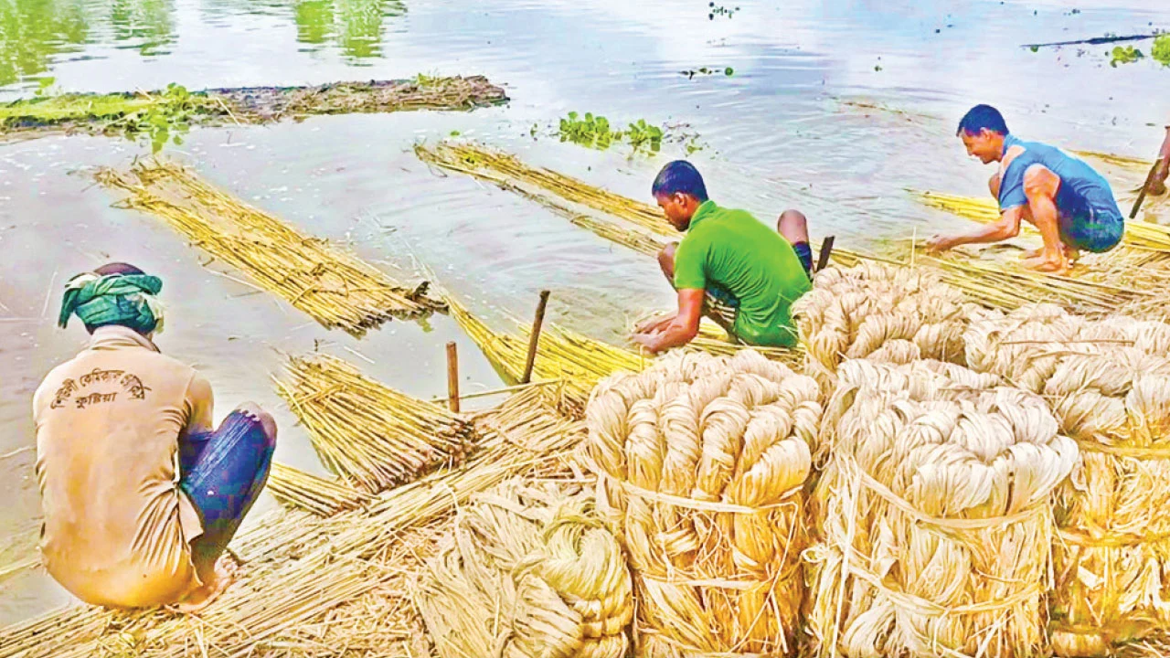 চুয়াডাঙ্গার জীবননগরে বাম্পার ফলন, পাটের ভালো দামে খুশি কৃষক