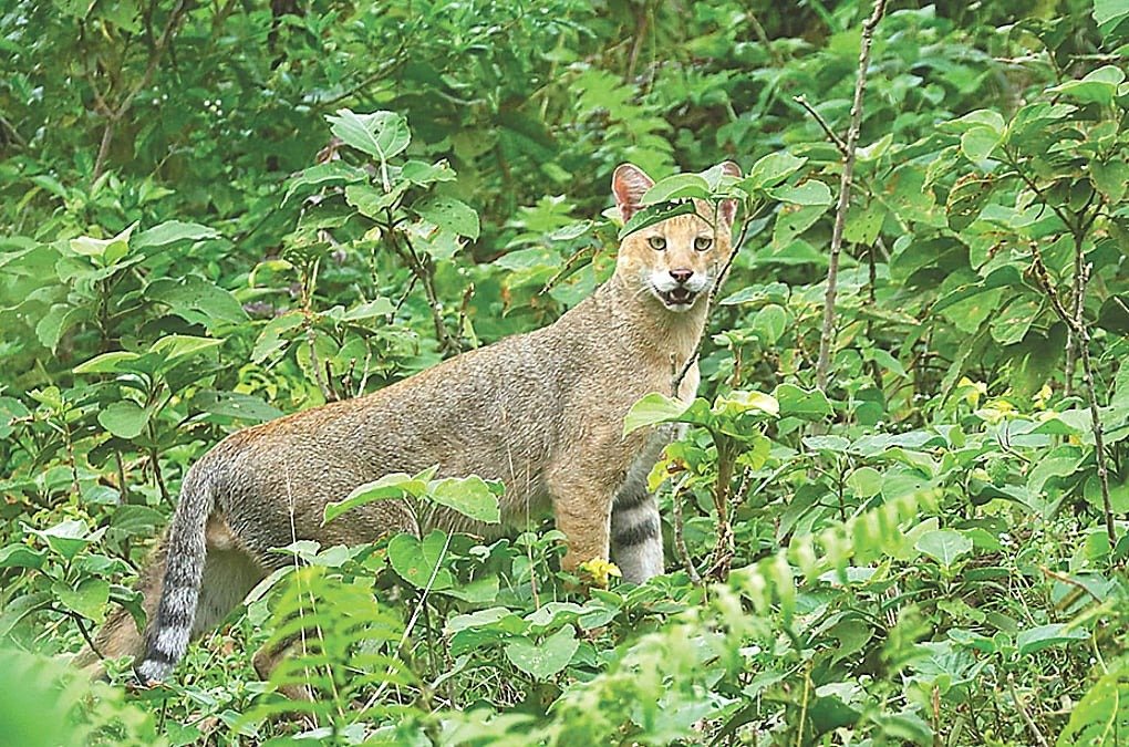 ঠাকুরগাঁওয়ে বনবিড়ালের দেখা: বিলুপ্তির পথে বন্যপ্রাণীর টিকে থাকার লড়াই