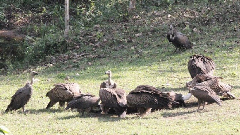 বিলুপ্তপ্রায় শকুন: গ্রাম-বাংলার লোকগাথা থেকে পরিবেশ রক্ষার লড়াই