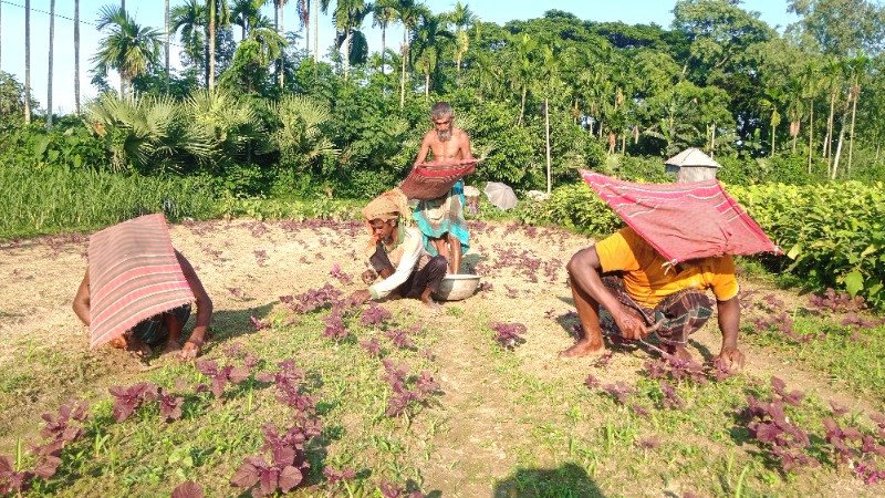 কাজীপুরে যমুনা ও ইছামতি চরে আগাম সবজি চাষের ধুম