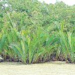 সুন্দরবনের বাতাসে বিষাক্ত বস্তুকণা, হুমকির মুখে প্রতিবেশ