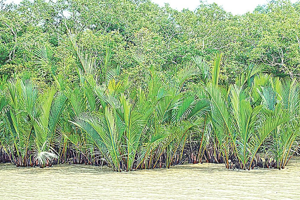 সুন্দরবনের বাতাসে বিষাক্ত বস্তুকণা, হুমকির মুখে প্রতিবেশ