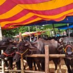 শরৎনগর পশুর হাট: গ্রামীণ অর্থনীতির প্রাণকেন্দ্রে কেনাবেচার ধুম