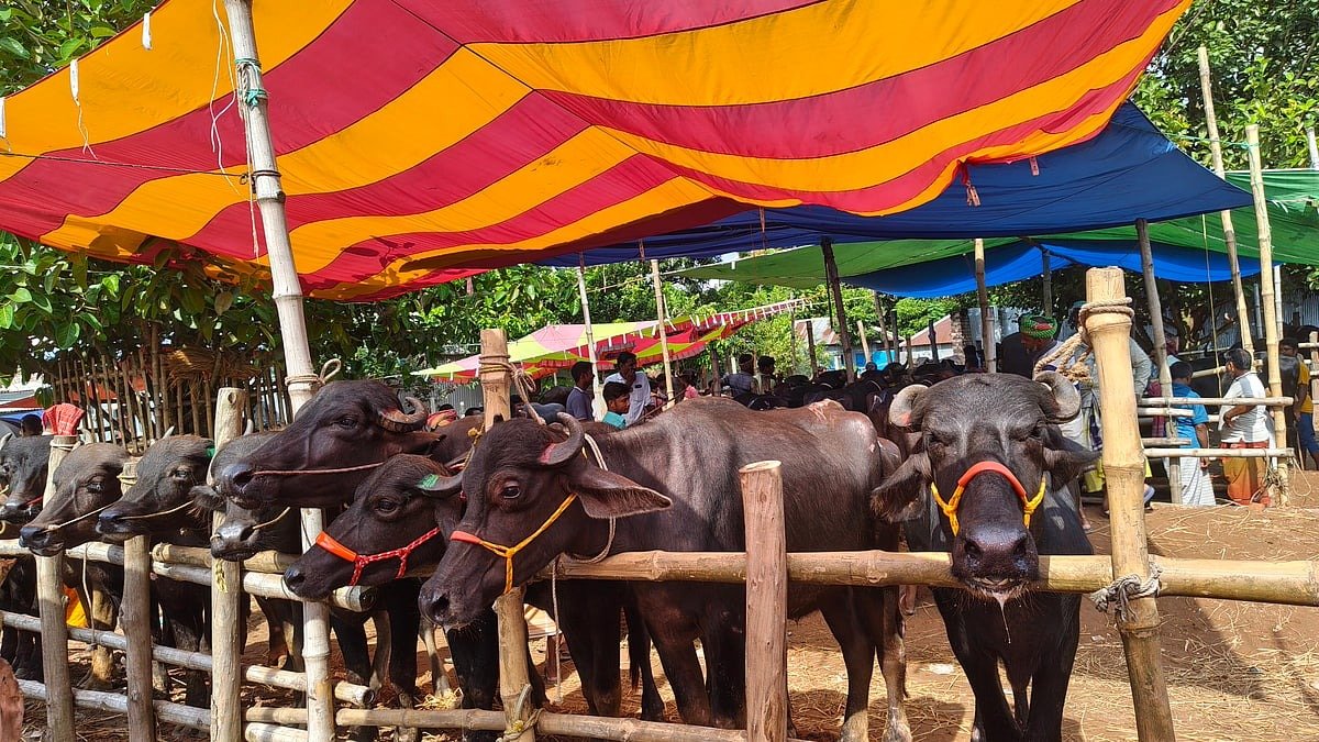 শরৎনগর পশুর হাট: গ্রামীণ অর্থনীতির প্রাণকেন্দ্রে কেনাবেচার ধুম