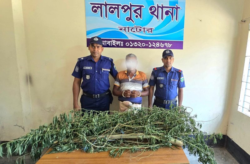 নাটোরের লালপুরে গাঁজার গাছসহ এক ব্যক্তি আটক