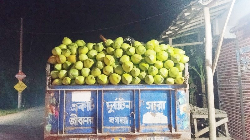 ডাব বিক্রিতেই কোটিপতি চরফ্যাশনের প্রান্তিক চাষিরা