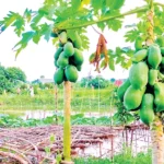 হোমনায় পুকুরে মাছ ও পাড়ে সবজি চাষে স্বাবলম্বী কৃষক