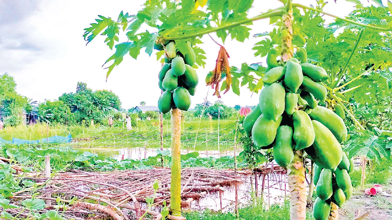 হোমনায় পুকুরে মাছ ও পাড়ে সবজি চাষে স্বাবলম্বী কৃষক